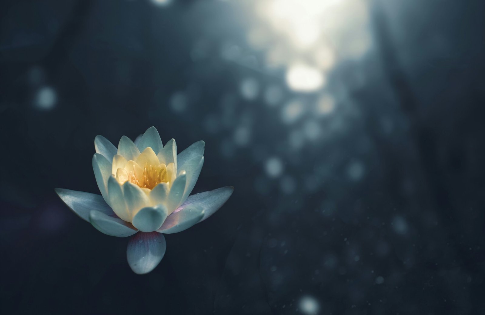 Beneficios de la terapia con jardinería: Cultivando bienestar y salud mental